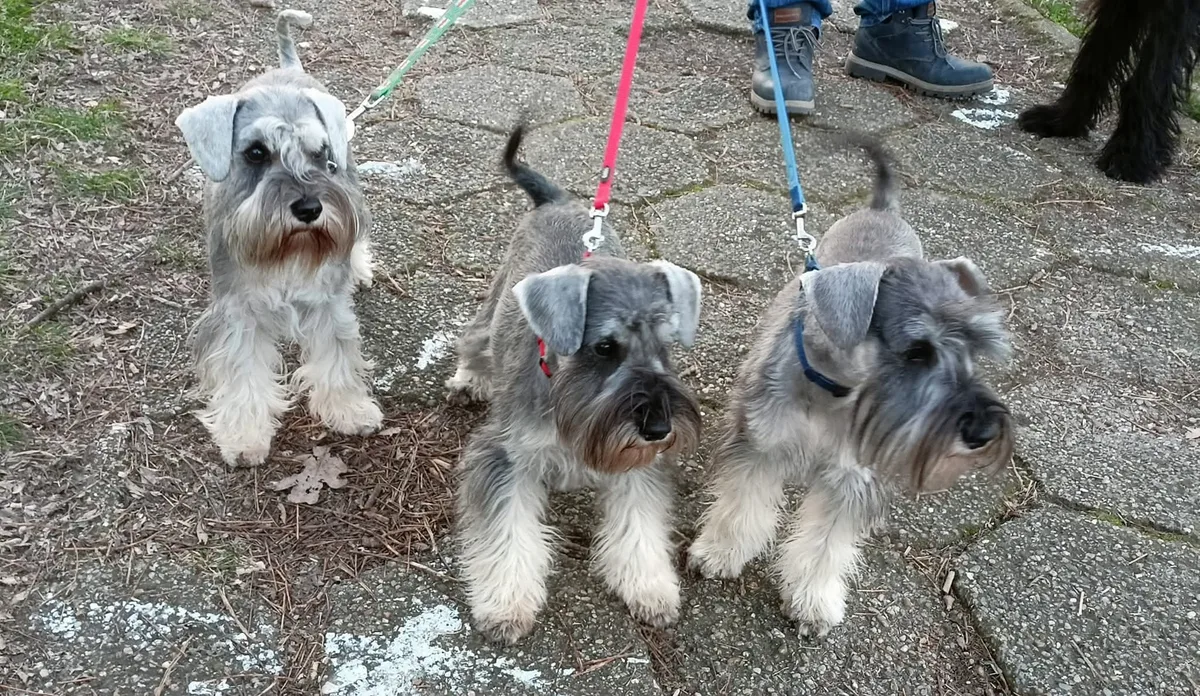 Three miniature schnauzers on leads