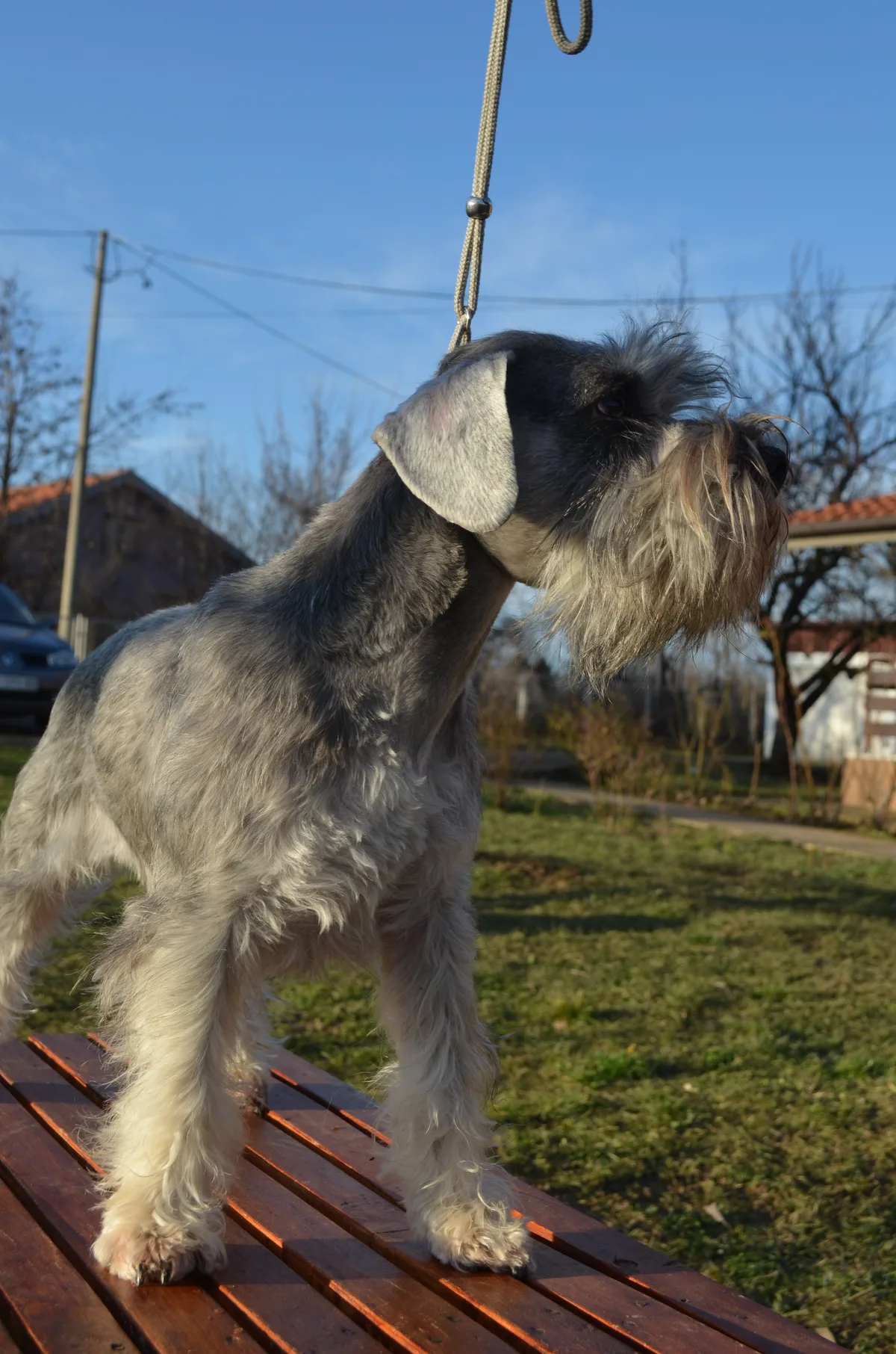 A miniature schnauzer on a wooden bench in the garden