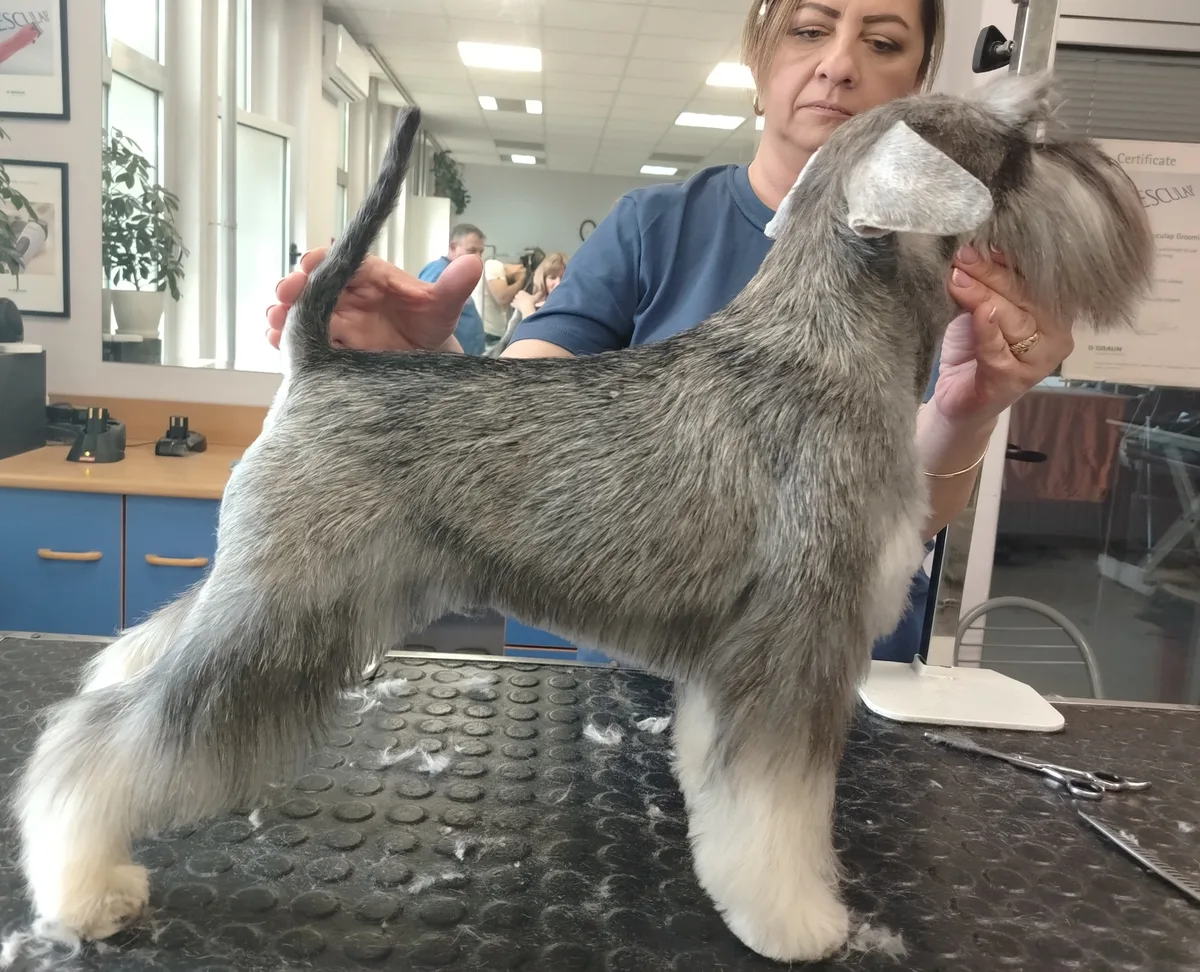 A miniature schnauzer at the grooming salon