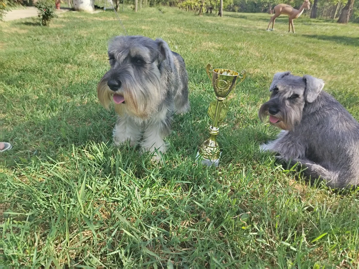 Two miniature schnauzers and a trophy on the grass