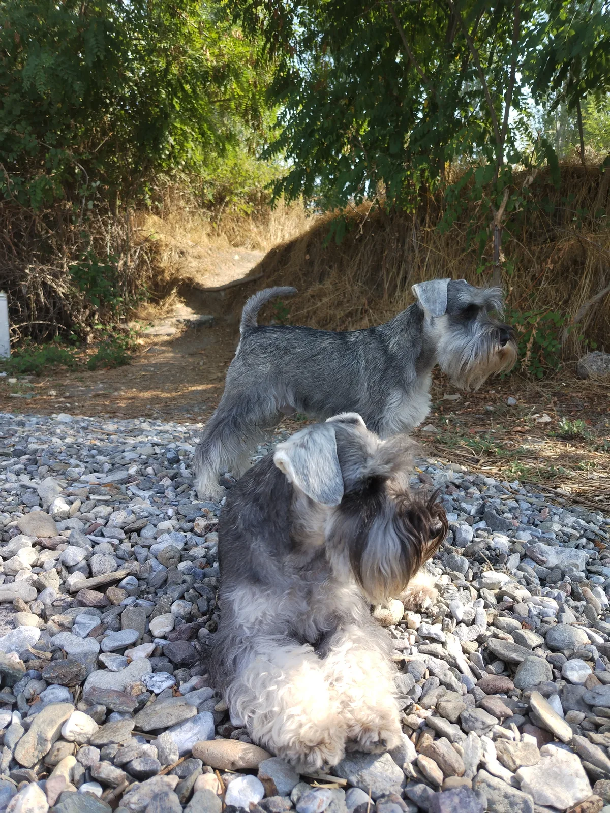 Two miniature schnauzers on the gravel