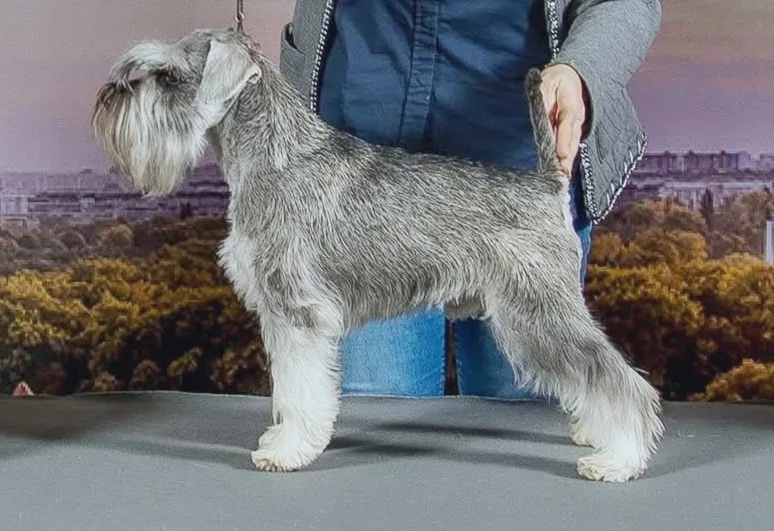 A salt and pepper miniature schnauzer