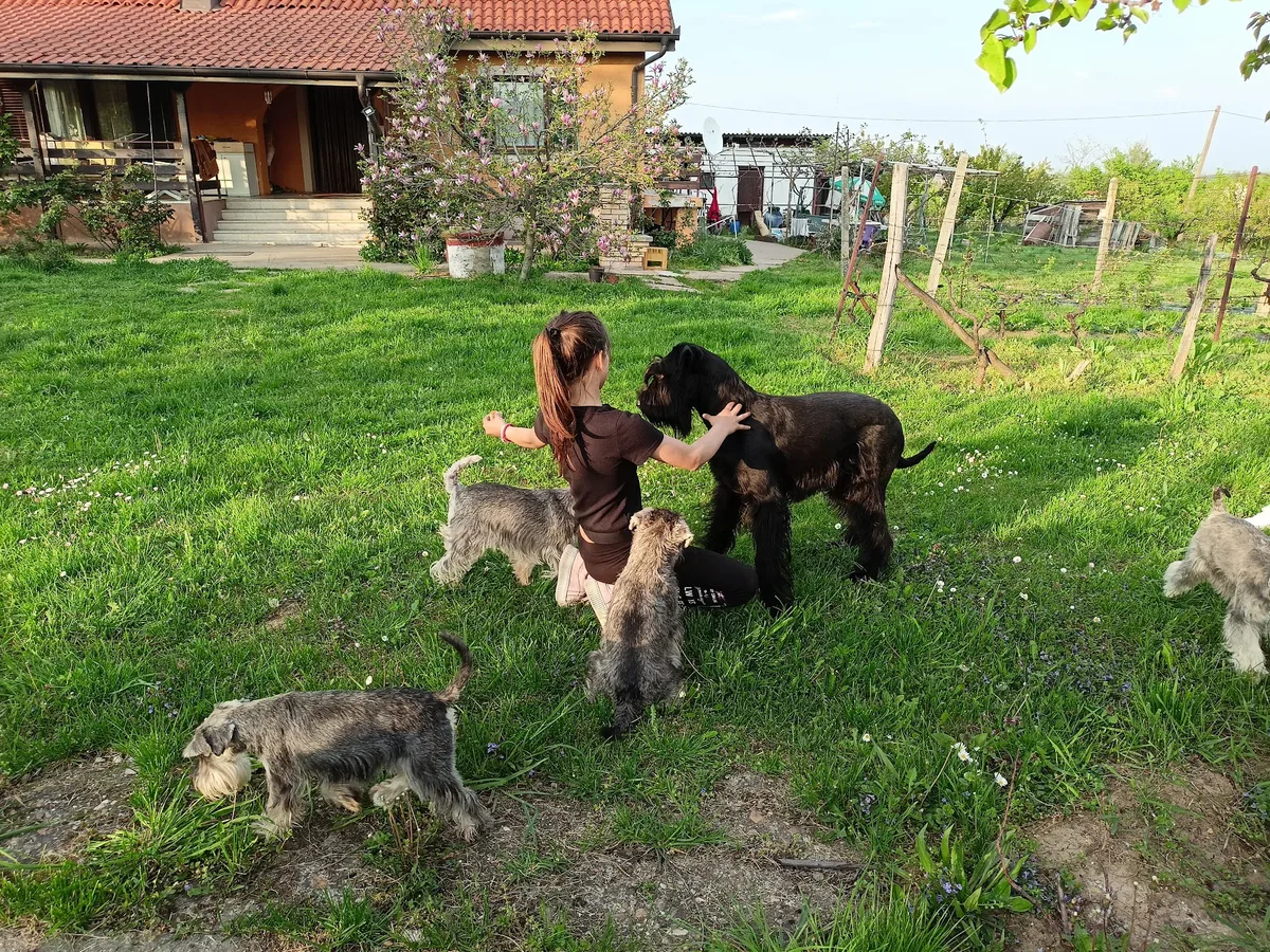 Dogs on the lawn in front of the house