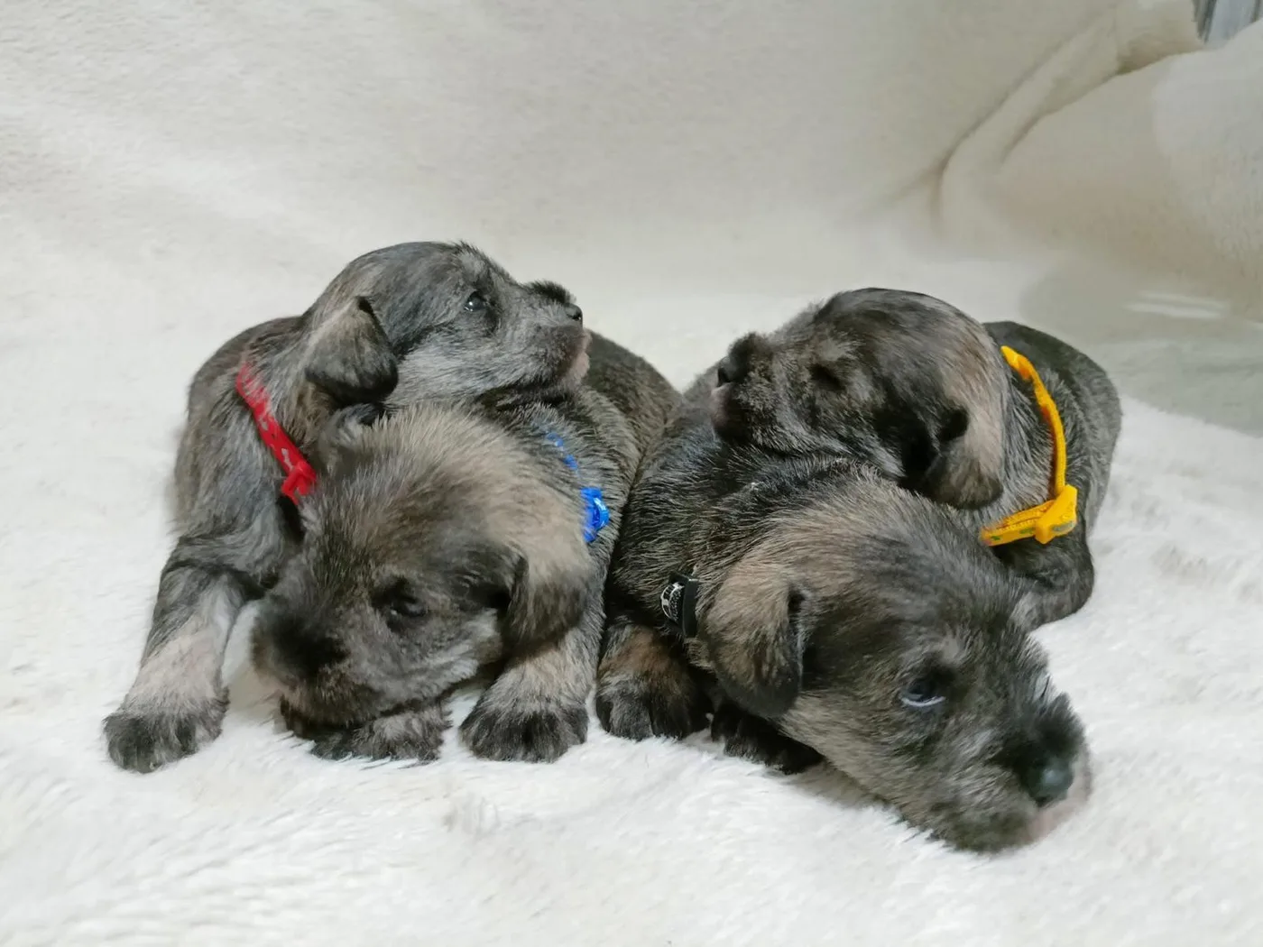 Leglo štenaca patuljastog šnaucera biber-so boje